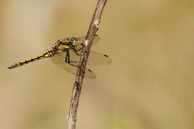 Libelle op tak von Arnold van der Horst