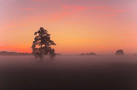 Morgenstunde von Tanja Riedel