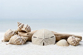 Coastal Treasures by Markus Gann