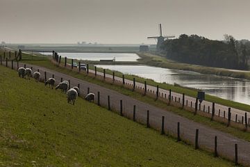 Texel Landschap
