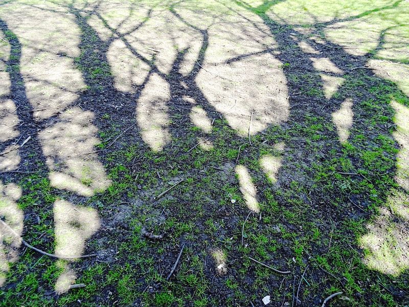 Tree Magic 117 von MoArt (Maurice Heuts)