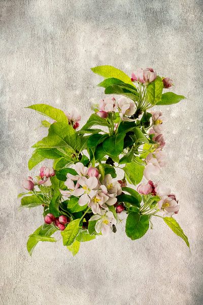 Apfelblüte von Elly van Veen