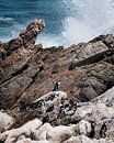 African penguins on rugged coast in South Africa by Ian Schepers thumbnail