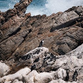 African penguins on rugged coast in South Africa by Ian Schepers