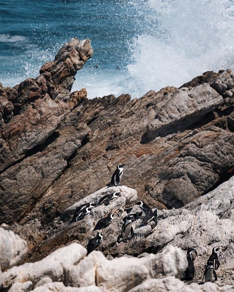 African penguins on rugged coast in South Africa by Ian Schepers