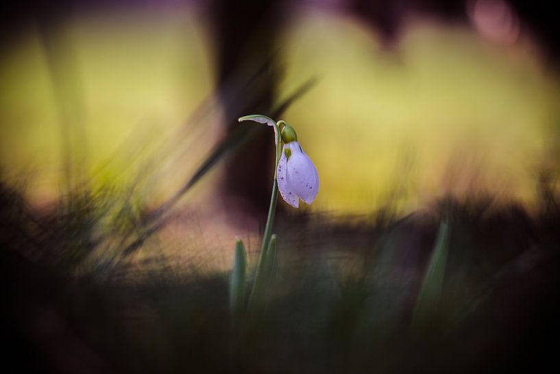 sneeuwklokje in knop in de tuin  von Margriet Hulsker