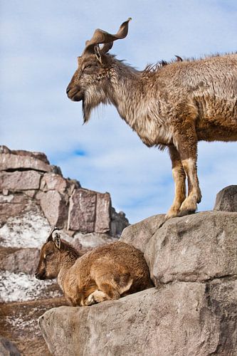 Mountain goat with big horns  stands on a rock, at its feet is a young goat female, blue sky, highla