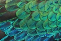 Feathers of a Green Peafowl
