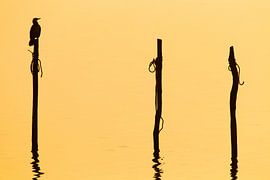 Great Cormorant (Phalacrocorax carbo) perched