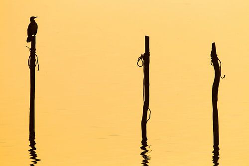 Aalscholver (Phalacrocorax carbo) in zit op een paal