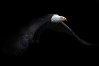 Weisskopfseeadler im Flug