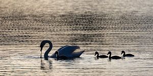 Schwan mit Küken im Gegenlicht