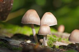 Champignons sur Bo Valentino