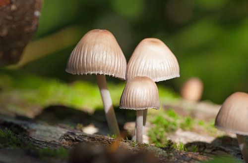 Champignons