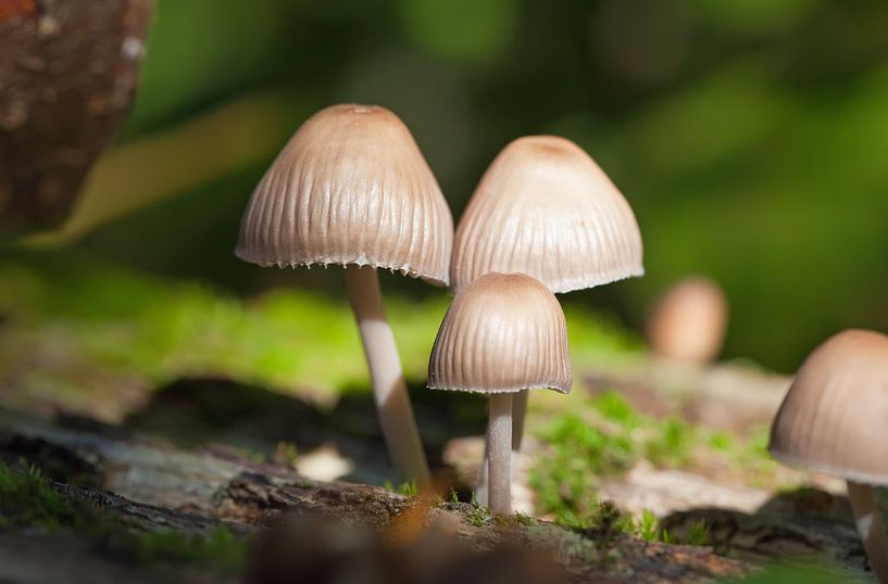 Mushrooms by Bo Valentino