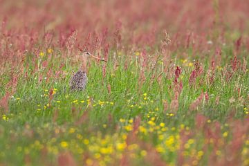 Black-tailed godwit (limosa limosa) in a meadow in Friesland. by Marcel van Kammen