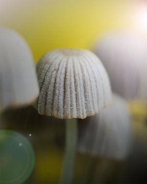 Het Paddenstoelen Wonderland van Tijmen Wierenga