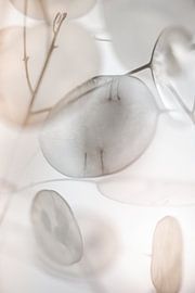 Judaspenning von Patricia van Kuik