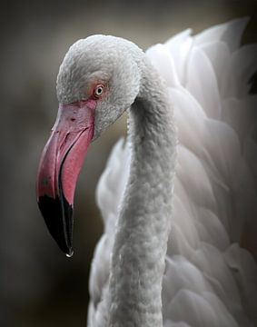 The Flamingo by Marjolein van Middelkoop