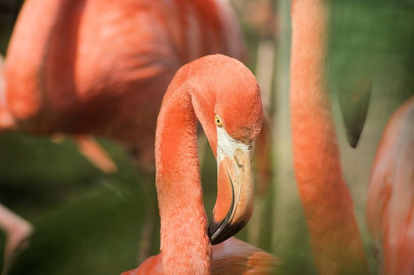 flamingo van Paul Hinskens