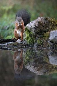 Ein rotes Eichhörnchen in Slowenien