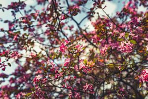 Bloesem Foto op Canvas – Roze Kersenbloesem Lente Wanddecoratie 17