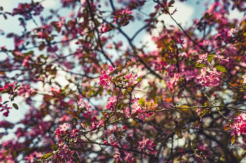 Bloesempracht: Een Lente-Expeditie Roze 31