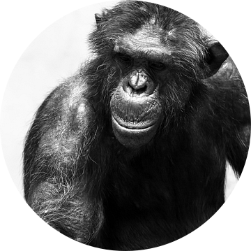 Chimpansee zwartwit portret van Dennis van de Water