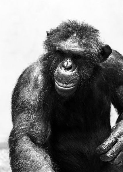 Portrait en noir et blanc d'un chimpanzé par Dennis van de Water