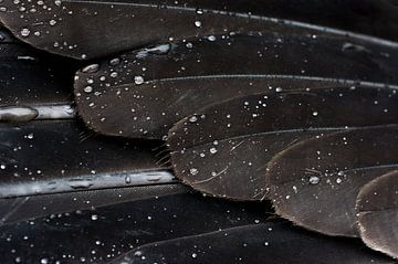 Blue Heron details by Danny Slijfer Natuurfotografie
