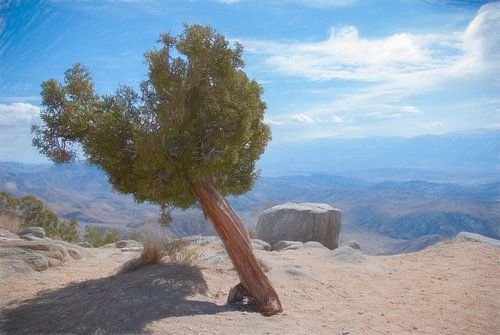 Ein-Baum-Hügel, Joshua Tree Park