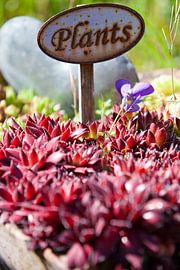 Een hart voor planten.