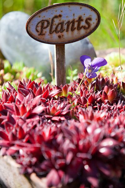 A heart for plants. by t.ART