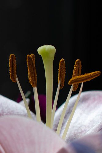 Stamen flower