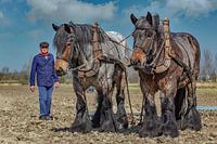 Fermier avec des chevaux de trait