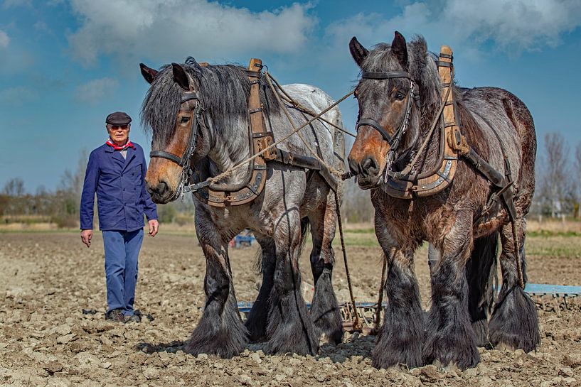 Farmer with draft horses by Lisette van Peenen