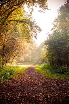 langer Waldweg mit Herbstlaub bedeckt im Sonnenlicht