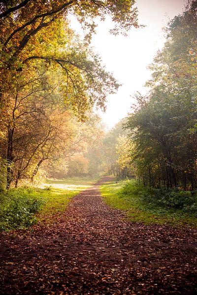 lang bospad bedekt met herfstbladeren in het zonlicht van Margriet Hulsker