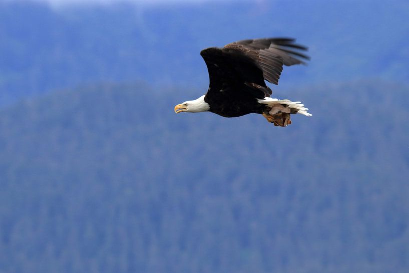 Weißschwanz-Seeadler von Petervanderlecq
