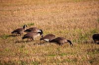 Wild geese on agricultural land