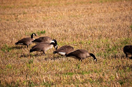 Wilde ganzen op landbouwgrond