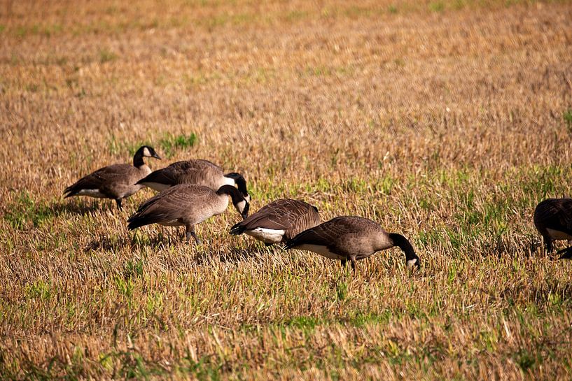 Oies sauvages sur une surface agricole par Bianca Meyering Fotos - BMF