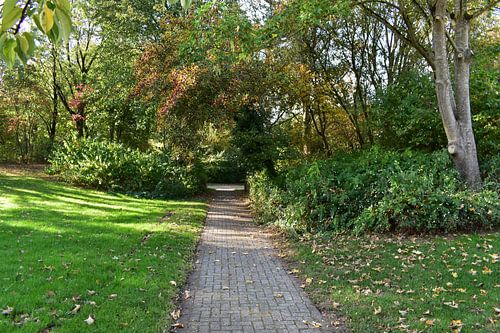 Herbstwald, Herbstbäume, Herbstpark