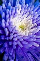 Blue dalia