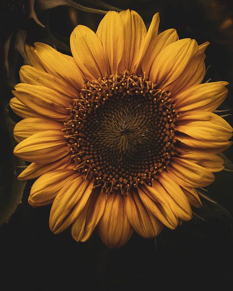 Sunflower by honey_m_i_l_k_photo