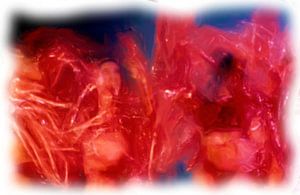 Abstract in rood zwart blauw