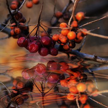 Over het water -Autumnal berry arrangement van Christine Nöhmeier