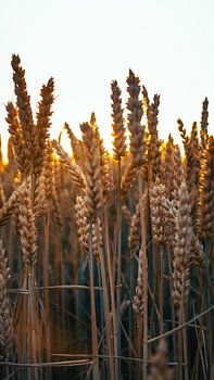 Sonnenuntergangs-Getreide