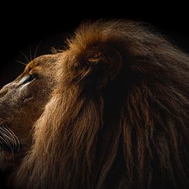 Leeuw portret, lion portrait van Jeffrey Hensen