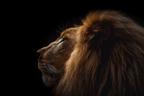 Leeuw portret, lion portrait